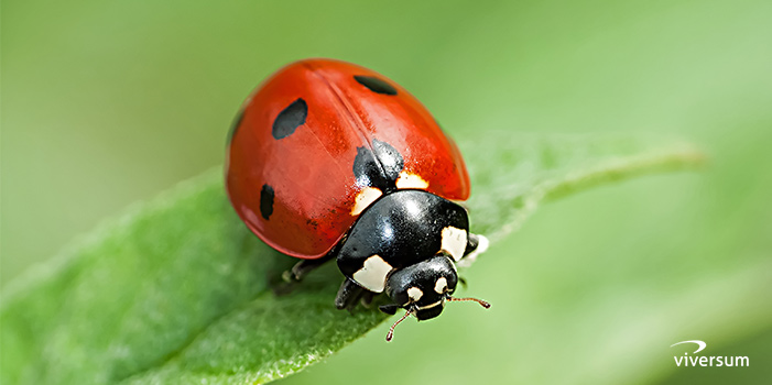 Krafttier Marienkäfer