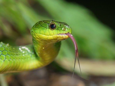 Traumdeutung Schlange